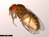  ( - 15081-1352.20)  @11 [ ] CreativeCommons - Attribution Non-Commercial Share-Alike (2011) ANIC/CBG Photography Group ANIC/Centre for Biodiversity Genomics