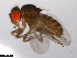  ( - 15081-1352.25)  @11 [ ] CreativeCommons - Attribution Non-Commercial Share-Alike (2011) ANIC/CBG Photography Group ANIC/Centre for Biodiversity Genomics