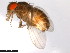  ( - 15081-1352.26)  @11 [ ] CreativeCommons - Attribution Non-Commercial Share-Alike (2011) ANIC/CBG Photography Group ANIC/Centre for Biodiversity Genomics