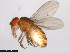  ( - 15081-1352.29)  @11 [ ] CreativeCommons - Attribution Non-Commercial Share-Alike (2011) ANIC/CBG Photography Group ANIC/Centre for Biodiversity Genomics