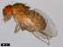  ( - 15081-1352.32)  @11 [ ] CreativeCommons - Attribution Non-Commercial Share-Alike (2011) ANIC/CBG Photography Group ANIC/Centre for Biodiversity Genomics