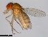  ( - 15081-1352.35)  @11 [ ] CreativeCommons - Attribution Non-Commercial Share-Alike (2011) ANIC/CBG Photography Group ANIC/Centre for Biodiversity Genomics