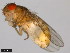  ( - 15081-1398.11)  @11 [ ] CreativeCommons - Attribution Non-Commercial Share-Alike (2011) ANIC/CBG Photography Group ANIC/Centre for Biodiversity Genomics