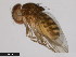  ( - 15081-1401.00)  @11 [ ] CreativeCommons - Attribution Non-Commercial Share-Alike (2011) ANIC/CBG Photography Group ANIC/Centre for Biodiversity Genomics
