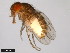  ( - 15081-1401.12)  @11 [ ] CreativeCommons - Attribution Non-Commercial Share-Alike (2011) ANIC/CBG Photography Group ANIC/Centre for Biodiversity Genomics