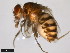  ( - 15084-1601.00)  @11 [ ] CreativeCommons - Attribution Non-Commercial Share-Alike (2011) ANIC/CBG Photography Group ANIC/Centre for Biodiversity Genomics