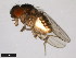  ( - 15084-1601.02)  @11 [ ] CreativeCommons - Attribution Non-Commercial Share-Alike (2011) ANIC/CBG Photography Group ANIC/Centre for Biodiversity Genomics