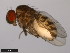  ( - 15084-1601.06)  @11 [ ] CreativeCommons - Attribution Non-Commercial Share-Alike (2011) ANIC/CBG Photography Group ANIC/Centre for Biodiversity Genomics