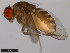  ( - 15085-1631.00)  @11 [ ] CreativeCommons - Attribution Non-Commercial Share-Alike (2011) ANIC/CBG Photography Group ANIC/Centre for Biodiversity Genomics
