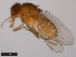  ( - 15085-1631.03)  @11 [ ] CreativeCommons - Attribution Non-Commercial Share-Alike (2011) ANIC/CBG Photography Group ANIC/Centre for Biodiversity Genomics