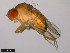  ( - 15111-1721.03)  @11 [ ] CreativeCommons - Attribution Non-Commercial Share-Alike (2011) ANIC/CBG Photography Group ANIC/Centre for Biodiversity Genomics