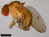  ( - 15111-1731.00)  @11 [ ] CreativeCommons - Attribution Non-Commercial Share-Alike (2011) ANIC/CBG Photography Group ANIC/Centre for Biodiversity Genomics
