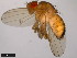  ( - 15111-1731.01)  @11 [ ] CreativeCommons - Attribution Non-Commercial Share-Alike (2011) ANIC/CBG Photography Group ANIC/Centre for Biodiversity Genomics