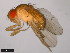  ( - 15111-1731.03)  @11 [ ] CreativeCommons - Attribution Non-Commercial Share-Alike (2011) ANIC/CBG Photography Group ANIC/Centre for Biodiversity Genomics