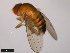  ( - 15111-1731.04)  @11 [ ] CreativeCommons - Attribution Non-Commercial Share-Alike (2011) ANIC/CBG Photography Group ANIC/Centre for Biodiversity Genomics
