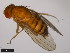  ( - 15111-1731.05)  @11 [ ] CreativeCommons - Attribution Non-Commercial Share-Alike (2011) ANIC/CBG Photography Group ANIC/Centre for Biodiversity Genomics