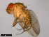  ( - 15111-1731.06)  @11 [ ] CreativeCommons - Attribution Non-Commercial Share-Alike (2011) ANIC/CBG Photography Group ANIC/Centre for Biodiversity Genomics