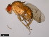  ( - 15111-1731.08)  @11 [ ] CreativeCommons - Attribution Non-Commercial Share-Alike (2011) ANIC/CBG Photography Group ANIC/Centre for Biodiversity Genomics
