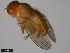  (Drosophila signata - 15111-1741.00)  @11 [ ] CreativeCommons - Attribution Non-Commercial Share-Alike (2011) ANIC/CBG Photography Group ANIC/Centre for Biodiversity Genomics