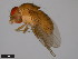  ( - 15112-1781.01)  @11 [ ] CreativeCommons - Attribution Non-Commercial Share-Alike (2011) ANIC/CBG Photography Group ANIC/Centre for Biodiversity Genomics