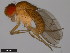  ( - 15112-1781.06)  @11 [ ] CreativeCommons - Attribution Non-Commercial Share-Alike (2011) ANIC/CBG Photography Group ANIC/Centre for Biodiversity Genomics
