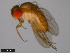 ( - 15112-1781.13)  @11 [ ] CreativeCommons - Attribution Non-Commercial Share-Alike (2011) ANIC/CBG Photography Group ANIC/Centre for Biodiversity Genomics