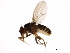  (Scaptodrosophila lebanonensis - 11010-0021.00)  @11 [ ] CreativeCommons - Attribution Non-Commercial Share-Alike (2010) CBG Photography Group Centre for Biodiversity Genomics