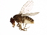  (Scaptodrosophila pattersoni - 11010-0031.00)  @11 [ ] CreativeCommons - Attribution Non-Commercial Share-Alike (2010) CBG Photography Group Centre for Biodiversity Genomics