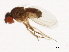  ( - 14011-0121.130)  @11 [ ] CreativeCommons - Attribution Non-Commercial Share-Alike (2010) CBG Photography Group Centre for Biodiversity Genomics