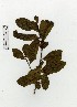  (Erythroxylum coca var. coca - UDBC-BSDATA-003)  @11 [ ] CreativeCommons - Attribution Non-Commercial Share-Alike (2013) Herbario Forestal UDBC Herbario Forestal UDBC - Universidad Distrital Francisco José de Caldas