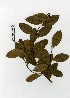 (Erythroxylum coca var. ipadu - UDBC-BSDATA-006)  @11 [ ] CreativeCommons - Attribution Non-Commercial Share-Alike (2013) Herbario Forestal UDBC Herbario Forestal UDBC - Universidad Distrital Francisco José de Caldas