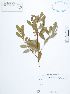  (Erythroxylum novogranatense var. novogranatense - UDBC-BSDATA-009)  @11 [ ] CreativeCommons - Attribution Non-Commercial Share-Alike (2013) Herbario Forestal UDBC Herbario Forestal UDBC - Universidad Distrital Francisco José de Caldas
