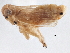  (Delphacodes latidens - CCDB-21319-D11)  @11 [ ] CreativeCommons - Attribution (2013) CBG Photography Group Centre for Biodiversity Genomics