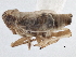 (Delphacodes penedetecta - CCDB-21319-D12)  @11 [ ] CreativeCommons - Attribution (2013) CBG Photography Group Centre for Biodiversity Genomics