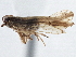  (Perkinsiella saccharicida - CCDB-21319-H01)  @11 [ ] CreativeCommons - Attribution (2013) CBG Photography Group Centre for Biodiversity Genomics