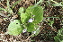  (Craterostigma - A11_K1215_Craterostigma_plantagineum)  @11 [ ] CreativeCommons - Attribution Non-Commercial Share-Alike (2014) Dr. Robert Pringle Mpala Research Centre