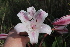  (Crinum macowanii - B9_K1215_Ornithogalum_sp)  @11 [ ] CreativeCommons - Attribution Non-Commercial Share-Alike (2014) Dr. Robert Pringle Mpala Research Centre