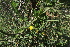 ( - C4_K1215_Justicia_odora)  @11 [ ] CreativeCommons - Attribution Non-Commercial Share-Alike (2014) Dr. Robert Pringle Mpala Research Centre