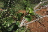  (Justicia odora - C9_K1215_Justicia_odora)  @11 [ ] CreativeCommons - Attribution Non-Commercial Share-Alike (2014) Dr. Robert Pringle Mpala Research Centre