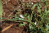  ( - C12_K1215_Oxygonium_sp)  @11 [ ] CreativeCommons - Attribution Non-Commercial Share-Alike (2014) Dr. Robert Pringle Mpala Research Centre