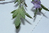  ( - D3_K1215_Barleria_sp)  @11 [ ] CreativeCommons - Attribution Non-Commercial Share-Alike (2014) Dr. Robert Pringle Mpala Research Centre