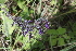  ( - E3_K1215_Plectranthus_sp)  @11 [ ] CreativeCommons - Attribution Non-Commercial Share-Alike (2014) Dr. Robert Pringle Mpala Research Centre