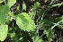  ( - E3_K1215_Plectranthus_sp)  @11 [ ] CreativeCommons - Attribution Non-Commercial Share-Alike (2014) Dr. Robert Pringle Mpala Research Centre