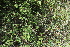  ( - E3_K1215_Plectranthus_sp)  @11 [ ] CreativeCommons - Attribution Non-Commercial Share-Alike (2014) Dr. Robert Pringle Mpala Research Centre