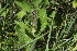  ( - E3_K1215_Plectranthus_sp)  @11 [ ] CreativeCommons - Attribution Non-Commercial Share-Alike (2014) Dr. Robert Pringle Mpala Research Centre