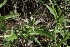  ( - E6_K1215_Becium_sp)  @11 [ ] CreativeCommons - Attribution Non-Commercial Share-Alike (2014) Dr. Robert Pringle Mpala Research Centre