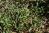  ( - E6_K1215_Becium_sp)  @11 [ ] CreativeCommons - Attribution Non-Commercial Share-Alike (2014) Dr. Robert Pringle Mpala Research Centre