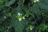  (Lantana viburnoides - F11_K1215_Lippia_javanica)  @11 [ ] CreativeCommons - Attribution Non-Commercial Share-Alike (2014) Dr. Robert Pringle Mpala Research Centre