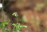  (Priva - H11_K1215_Priva_curtisiae)  @11 [ ] CreativeCommons - Attribution Non-Commercial Share-Alike (2014) Dr. Robert Pringle Mpala Research Centre