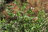  ( - H9_K1215_Priva_curtisiae)  @11 [ ] CreativeCommons - Attribution Non-Commercial Share-Alike (2014) Dr. Robert Pringle Mpala Research Centre